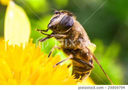 Eristalis Pertinax 29809794