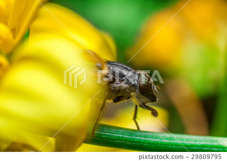 Eristalis Pertinax 29809795