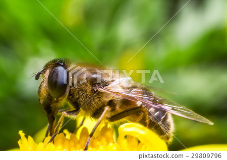 Eristalis Pertinax 29809796