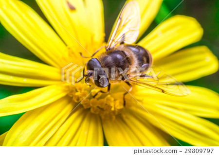 Eristalis Pertinax 29809797