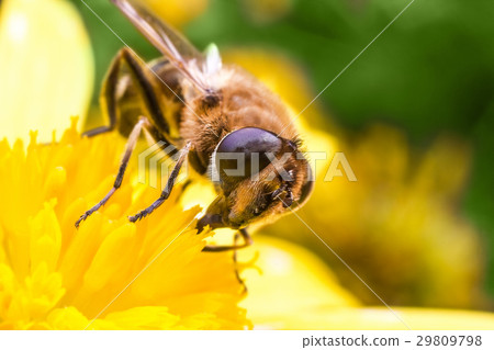 Eristalis Pertinax 29809798