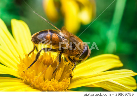 Eristalis Pertinax Eristalis Pertinax 29809799