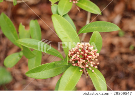 Skinmia japonica Thunb Miyama Shiki 29809847