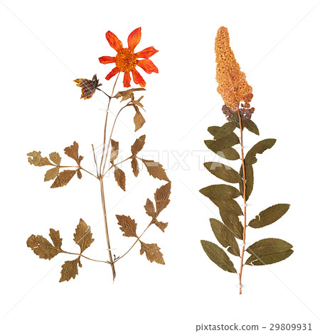 Set of wild dry pressed flowers and leaves 29809931