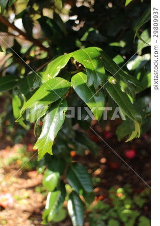 Leaves of lush gibberish leaves camellia leaves Leaves of lush gibberish leaves camellia leaves 29809937