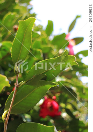鬱鬱蔥蔥的胡言亂語的葉子留下山茶花葉子 29809938