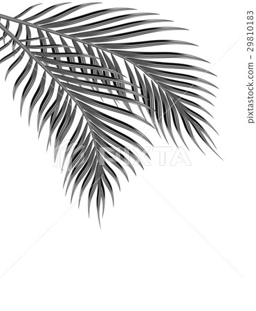 Two tropical palm leaves. In black and white 29810183