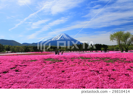 富士Shiba櫻花樹 富士Shiba櫻花樹 29810414