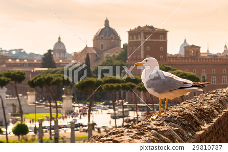Seagull sitting on the ruins of Trajan's Market Seagull sitting on the ruins of Trajan's Market 29810787