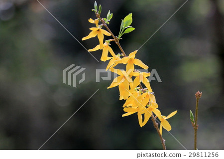 Forsythia 29811256