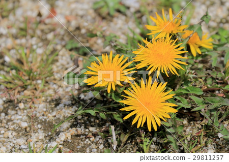 Western dandelion 29811257