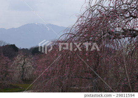叼著梅花 叼著梅花 29811594