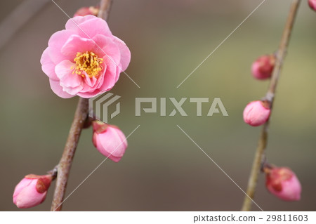 叼著梅花 29811603
