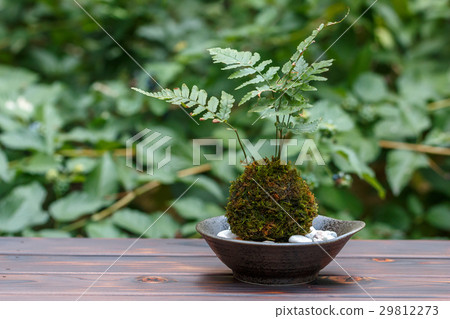 苔蘚盆景 苔蘚盆景 29812273