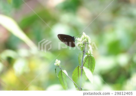 紫斑蝶 29812405