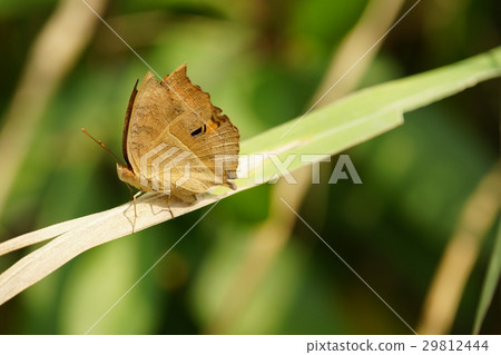 眼蛺蝶 29812444