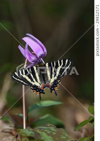 蜜蜂穿著gibberan蝴蝶 29812571