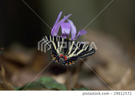 蜜蜂穿著gibberan蝴蝶 29812572