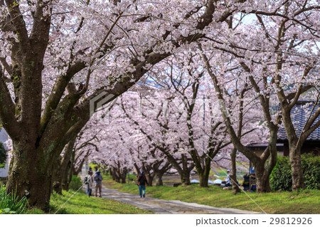Cherry Arches 29812926