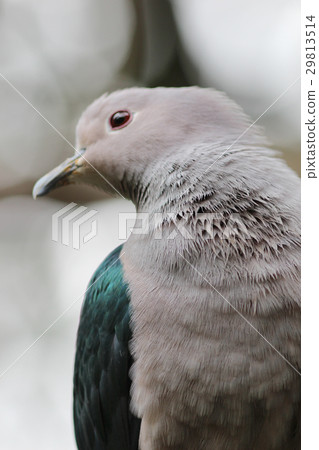 Emerald Dove Green winged Pigeon Emerald Dove Green winged Pigeon 29813514