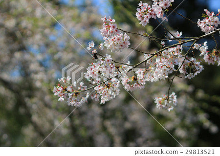 spring sakura pink flower spring sakura pink flower 29813521