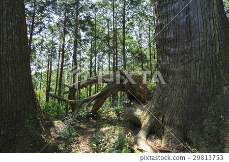 Wakayama prefecture · Kumano ancient road · Naka-ebashi Daimonzaka fallen tree Wakayama prefecture · Kumano ancient road · Naka-ebashi Daimonzaka fallen tree 29813753