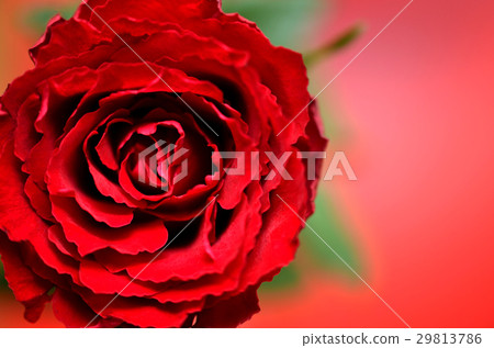 Round red roses 29813786