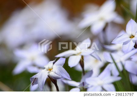 Spring flower Hananila 29813797