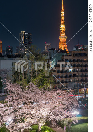 東京的日本春城風光[夜間六本木山的櫻花] 29814599