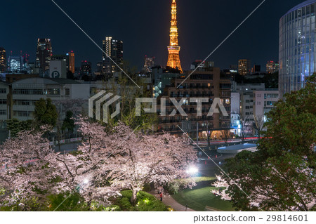 東京的日本春城風光[夜間六本木山的櫻花] 29814601