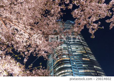 東京的日本春城風光[夜間六本木山的櫻花] 29814602