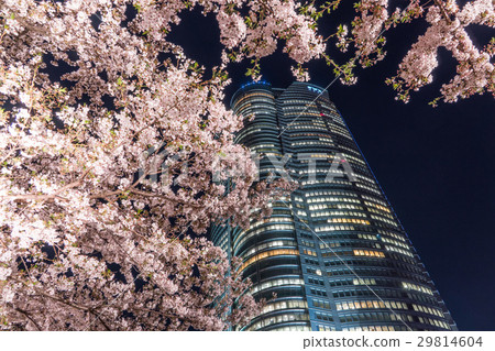 東京的日本春城風光[夜間六本木山的櫻花] 29814604