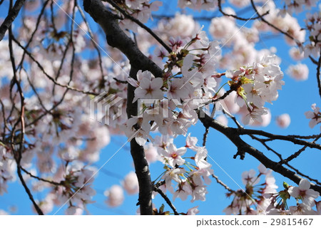 Cherry cherry 29815467