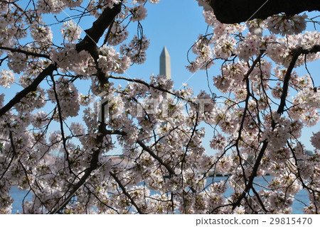 Cherry Blossoms	 29815470