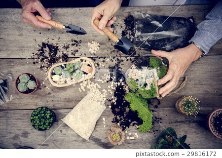 Botanical Environment Green Pottery Nature 29816172