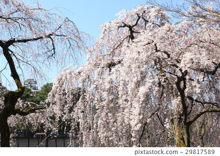 京都皇宮Konge House住宅的分枝櫻花 京都皇宮Konge House住宅的分枝櫻花 29817589