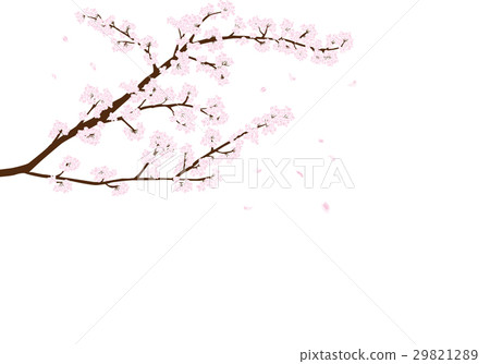 櫻桃樹 29821289