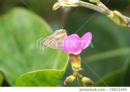 豆波灰蝶 豆波灰蝶 29821444