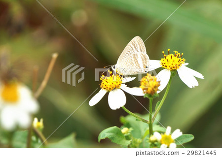 Bean wave gray butterfly 29821445