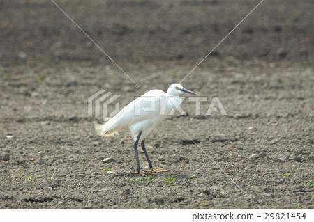 小白鷺 29821454