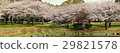 Panoramic view of cherry and tulip Beppu park 29821578