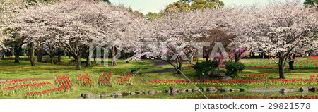 Panoramic view of cherry and tulip Beppu park 29821578