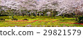 Panoramic view of cherry and tulip Beppu park 29821579