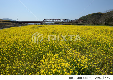 在小津市強姦鮮花 在小津市強姦鮮花 29821669