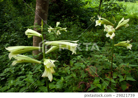 與花開花的樹百合的Tadami-machi 29821739