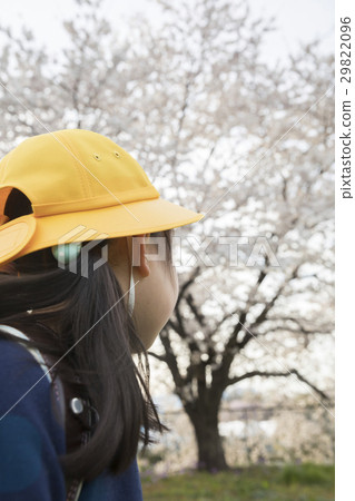 New 1st graders looking at cherry blossoms 29822096