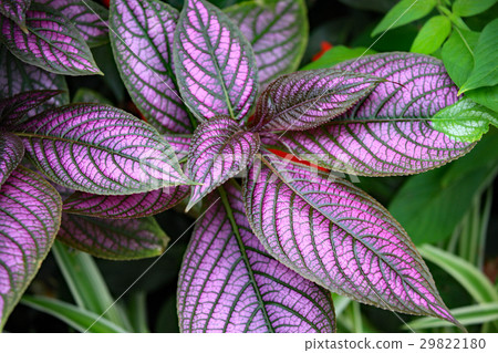 Ura Murasaki Ura Murasaki 29822180