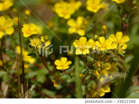 重的草莓的黃色花 29822266