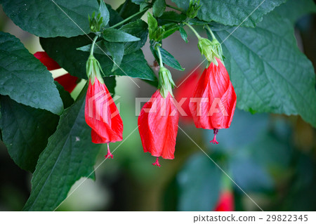 Tylin Himeyuu 29822345