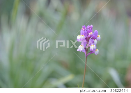 Purple wildflowers 29822454